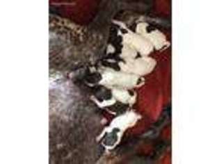 German Shorthaired Pointer Puppy for sale in Central Point, OR, USA