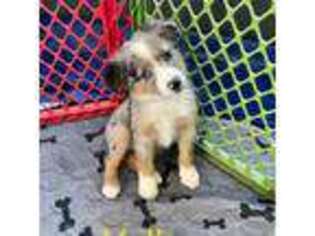 Miniature Australian Shepherd Puppy for sale in Buckeye, AZ, USA