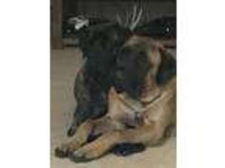 Mastiff Puppy for sale in CLAY, KY, USA