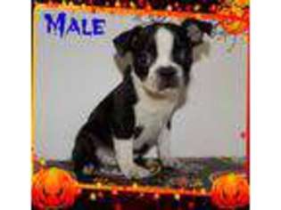 Boston Terrier Puppy for sale in Coward, SC, USA