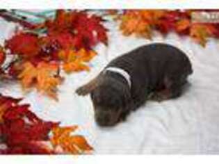 Doberman Pinscher Puppy for sale in Lake Charles, LA, USA