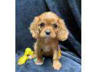 English Toy Spaniel Puppy for sale in Buffalo, MO, USA