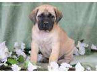 Mastiff Puppy for sale in Atglen, PA, USA