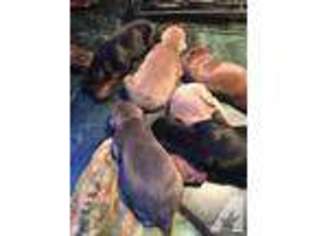 Doberman Pinscher Puppy for sale in WORCESTER, MA, USA