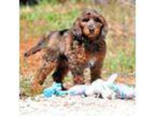 Goldendoodle Puppy for sale in Appomattox, VA, USA