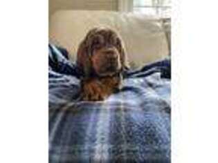 Bloodhound Puppy for sale in Newbury, MA, USA
