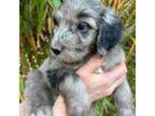 Mutt Puppy for sale in Portland, OR, USA