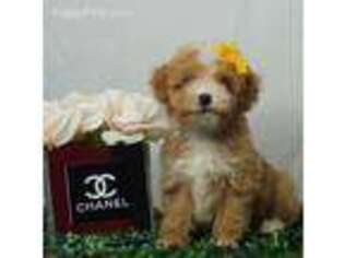 Goldendoodle Puppy for sale in Fort Lauderdale, FL, USA