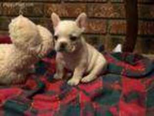 French Bulldog Puppy for sale in Richton, MS, USA