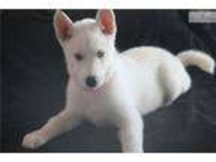 Siberian Husky Puppy for sale in Los Angeles, CA, USA