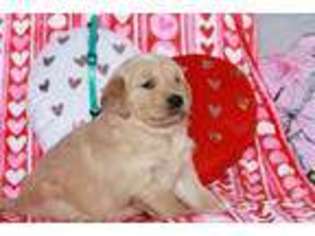 Golden Retriever Puppy for sale in Riverton, WY, USA