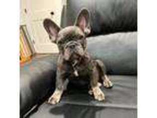 French Bulldog Puppy for sale in Jacksonville, AR, USA