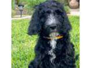 Goldendoodle Puppy for sale in Highland Village, TX, USA