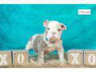 Olde English Bulldogge Puppy for sale in Fort Wayne, IN, USA
