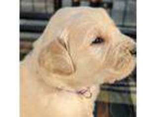 Golden Retriever Puppy for sale in Wooster, OH, USA