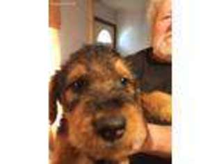 Airedale Terrier Puppy for sale in Cincinnati, OH, USA