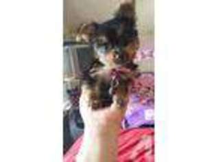 Yorkshire Terrier Puppy for sale in BAY SHORE, NY, USA