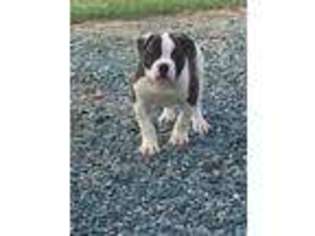 American Bulldog Puppy for sale in Sylvester, GA, USA
