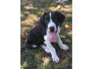 Great Dane Puppy for sale in Corinth, MS, USA