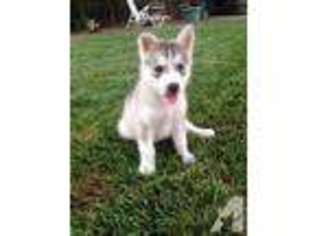 Siberian Husky Puppy for sale in TULARE, CA, USA