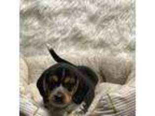 Beagle Puppy for sale in Haledon, NJ, USA