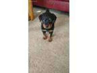 Rottweiler Puppy for sale in Rineyville, KY, USA