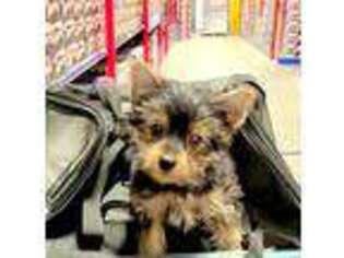 Yorkshire Terrier Puppy for sale in Jamaica, NY, USA