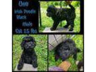 Irish Setter Puppy for sale in Oneonta, AL, USA