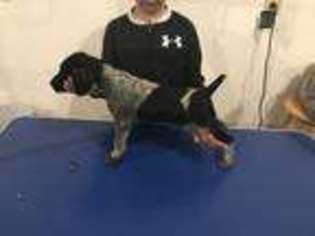 German Shorthaired Pointer Puppy for sale in Pillager, MN, USA