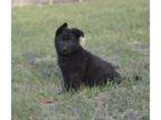 German Shepherd Dog Puppy for sale in Danbury, NC, USA