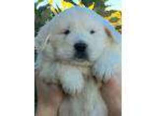 Mutt Puppy for sale in Belle Plaine, MN, USA