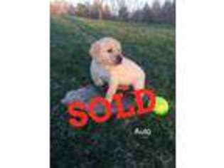 Labradoodle Puppy for sale in Fultonville, NY, USA