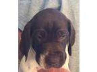 German Shorthaired Pointer Puppy for sale in Saint Charles, MO, USA