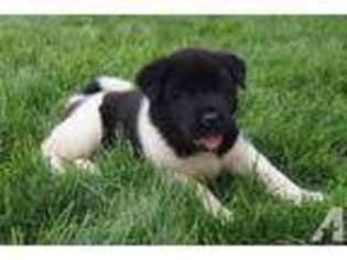 Akita Puppy for sale in NAPPANEE, IN, USA