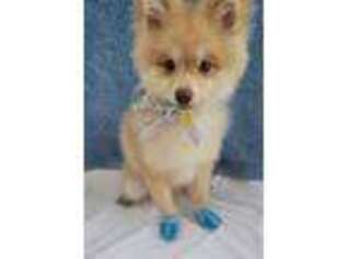 Pomeranian Puppy for sale in Lakeland, FL, USA