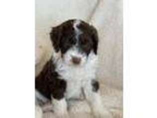 Mutt Puppy for sale in Chardon, OH, USA