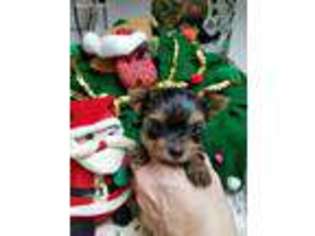 Yorkshire Terrier Puppy for sale in Minonk, IL, USA