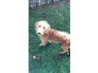 Goldendoodle Puppy for sale in Medford, NY, USA
