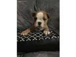 Olde English Bulldogge Puppy for sale in Midland, MI, USA