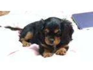 Cavalier King Charles Spaniel Puppy for sale in Port Orchard, WA, USA