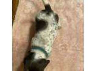 Dachshund Puppy for sale in Lufkin, TX, USA