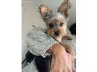 Yorkshire Terrier Puppy for sale in Lansing, IL, USA