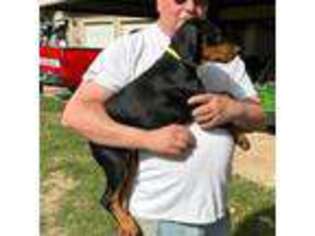 Doberman Pinscher Puppy for sale in College Station, TX, USA