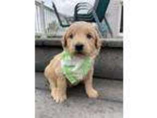 Goldendoodle Puppy for sale in Huntington, IN, USA