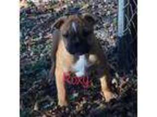 Olde English Bulldogge Puppy for sale in Bloomfield, MO, USA