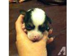 Chinese Crested Puppy for sale in GREENVILLE, OH, USA