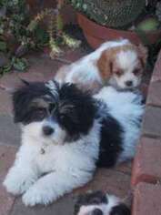 Cavachon Puppy for sale in Vista, CA, USA