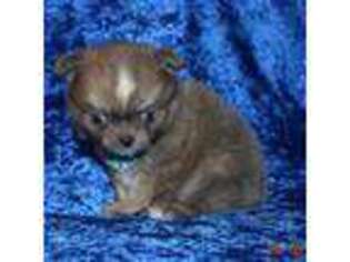 Chihuahua Puppy for sale in Kershaw, SC, USA