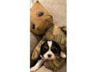 Cavalier King Charles Spaniel Puppy for sale in Taylor, MI, USA