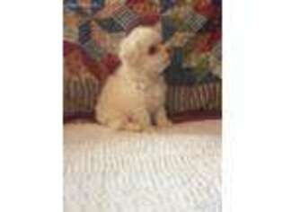 Maltese Puppy for sale in Richlands, VA, USA